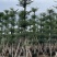普宁产地小叶榄仁5～20公分大量现货