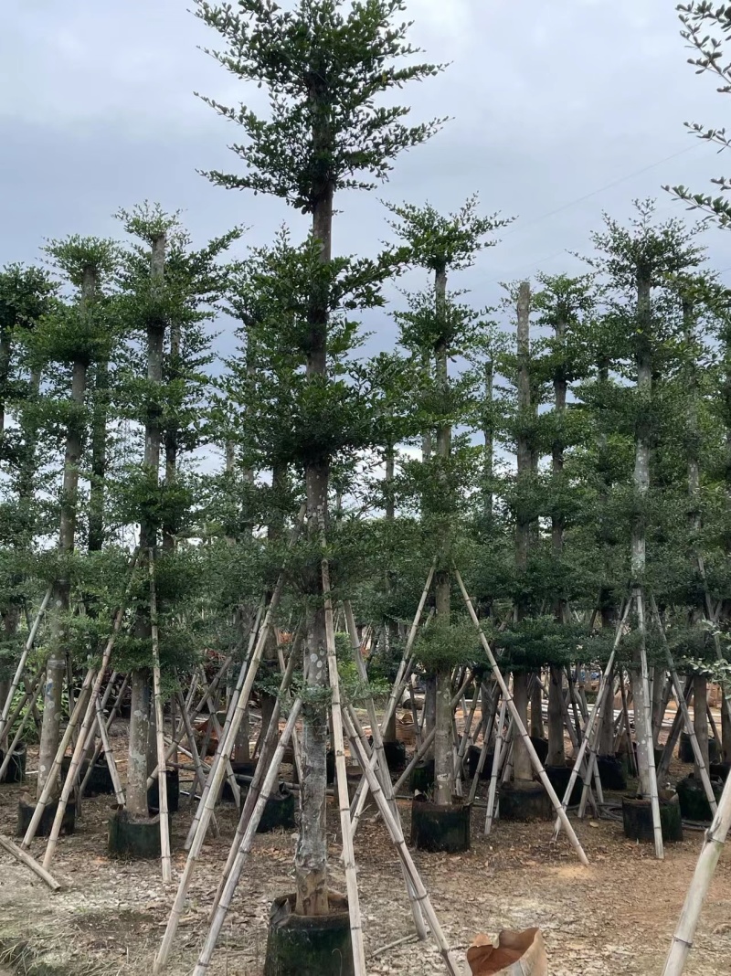 普宁产地小叶榄仁5～20公分大量现货