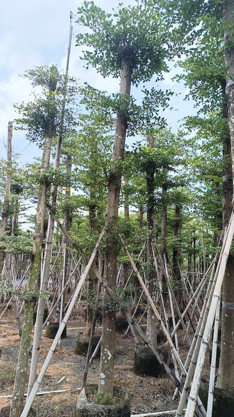 普宁产地小叶榄仁5～20公分大量现货