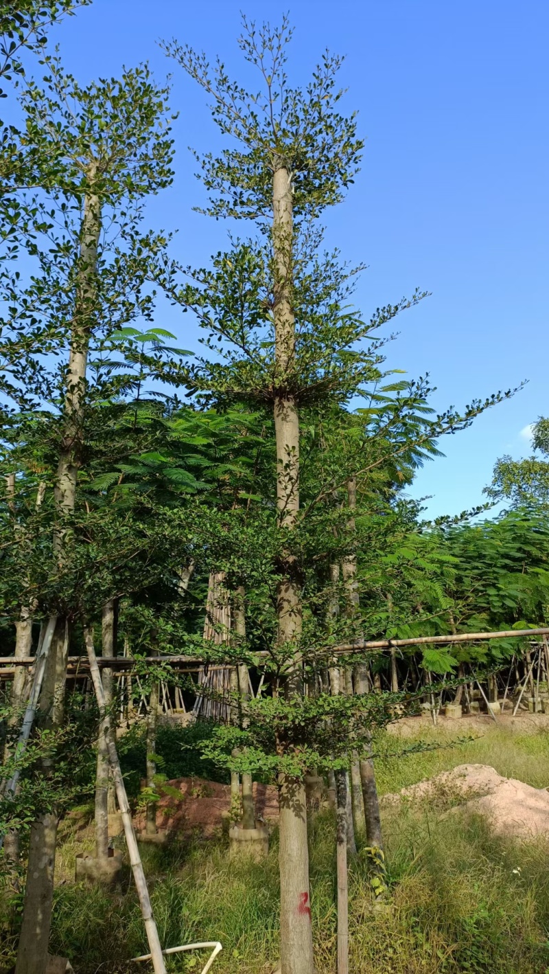 普宁产地小叶榄仁5～20公分大量现货