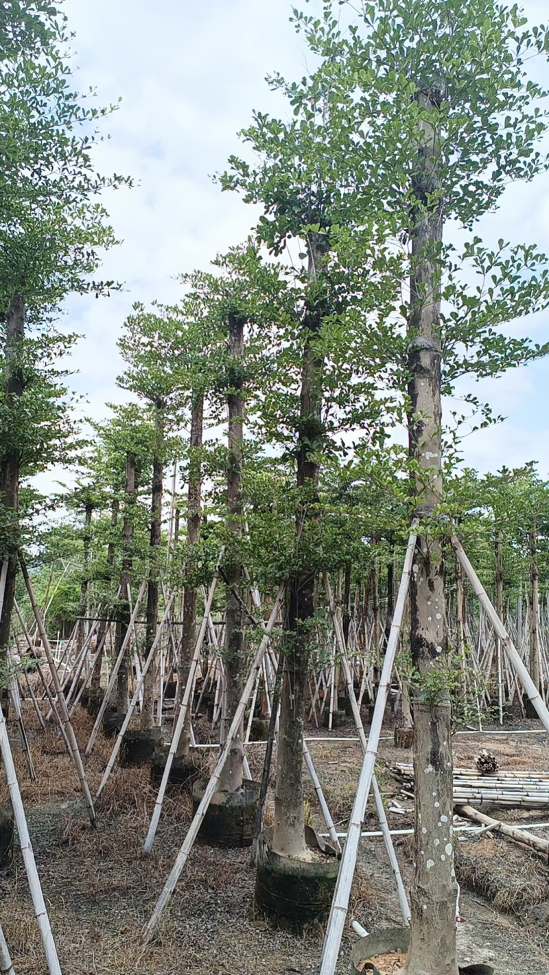 普宁产地小叶榄仁5～20公分大量现货