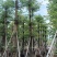 普宁产地小叶榄仁5～20公分大量现货