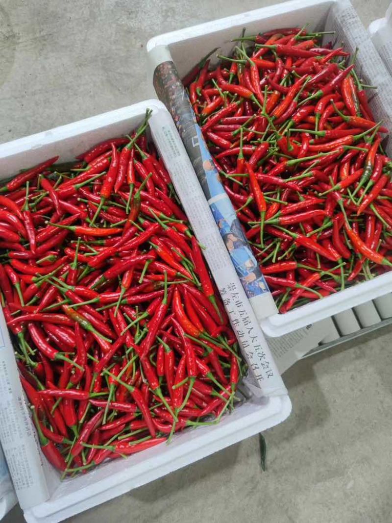 红小米精品货价格便宜需要的随时找我