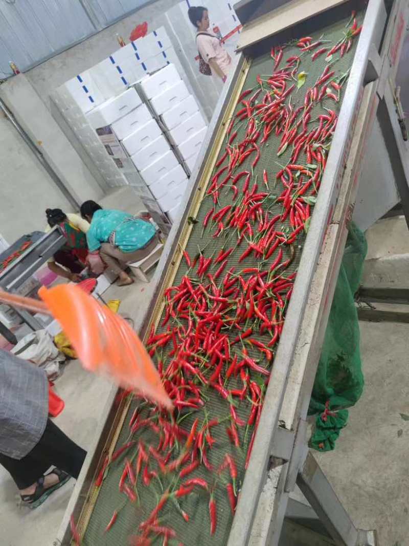 红小米精品货价格便宜需要的随时找我