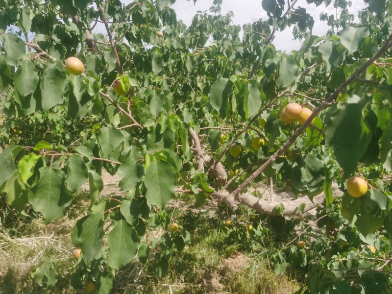 新疆戈壁滩正宗吊干杏，香甜软糯。