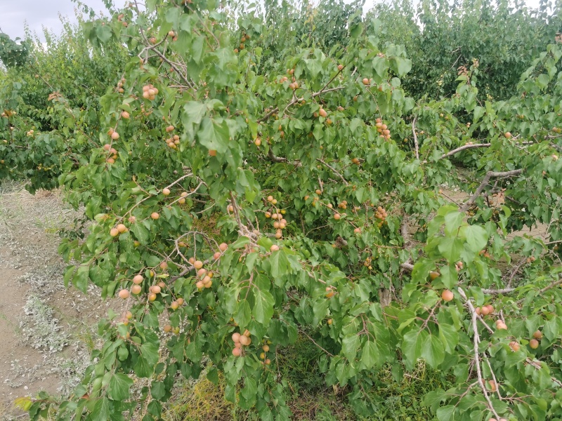 新疆戈壁滩正宗吊干杏，香甜软糯。