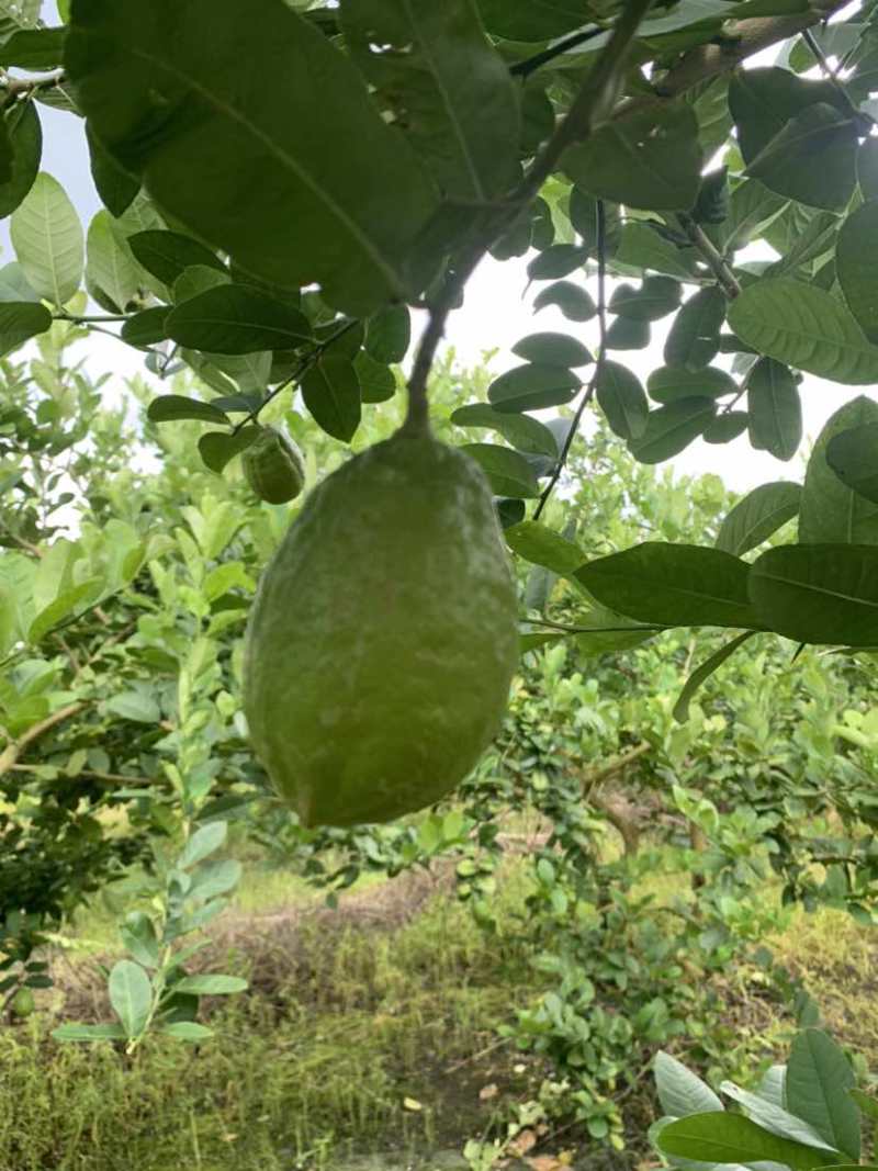 大量供应香水柠檬