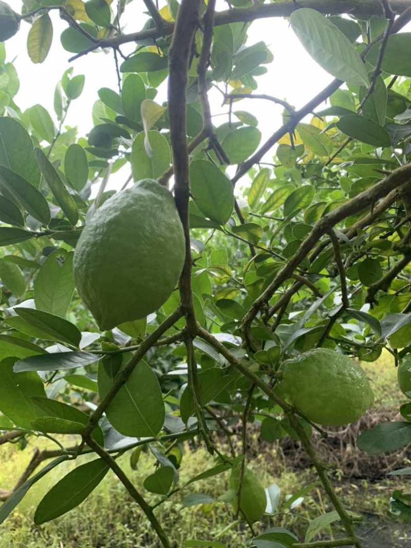 大量供应香水柠檬