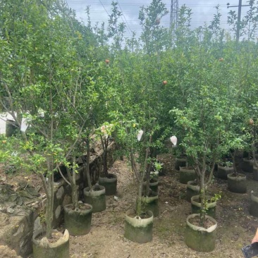 石榴头径5-12