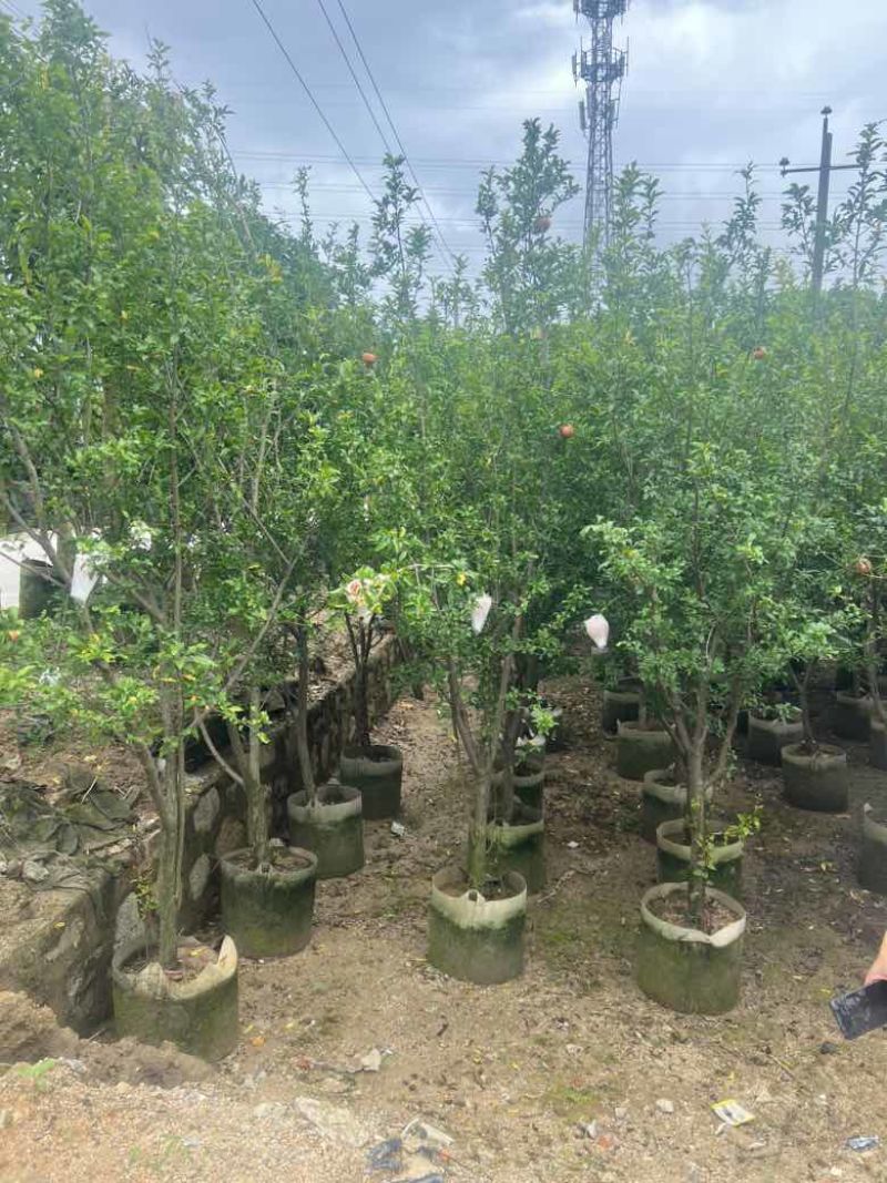 石榴头径5-12