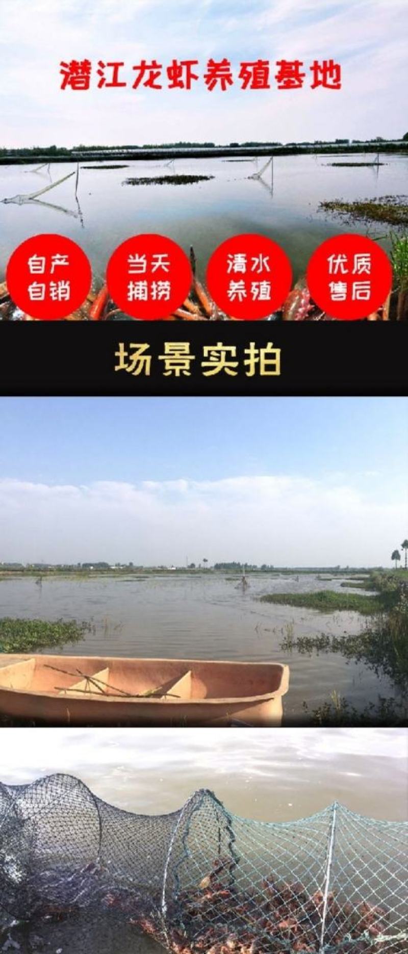 湖北潜江小龙虾产地直供全国发货