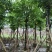 大叶紫薇（开花紫花）10～20公分基地直销大小规格齐全