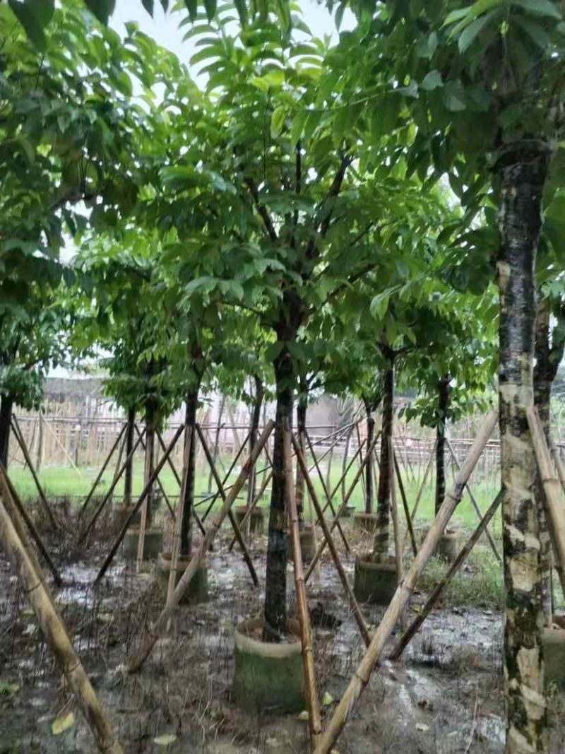 大叶紫薇（开花紫花）10～20公分基地直销大小规格齐全
