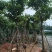 大叶紫薇（开花紫花）10～20公分基地直销大小规格齐全