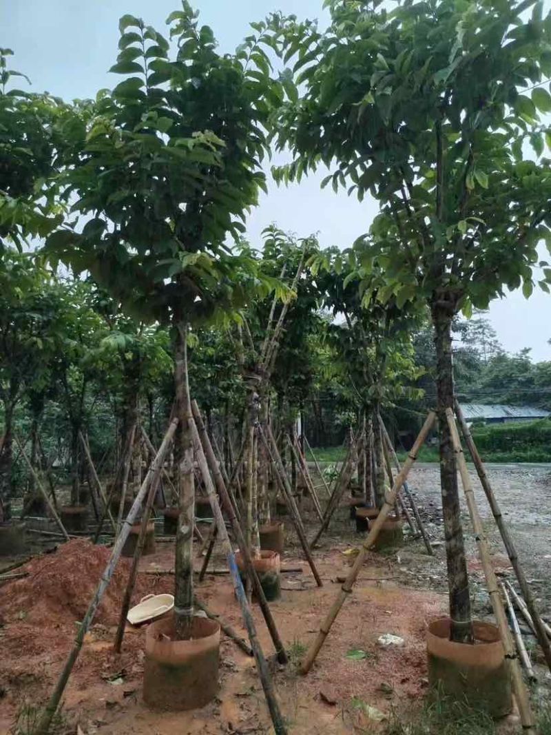 大叶紫薇（开花紫花）10～20公分基地直销大小规格齐全