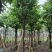大叶紫薇（开花紫花）10～20公分基地直销大小规格齐全