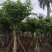 大叶紫薇（开花紫花）10～20公分基地直销大小规格齐全
