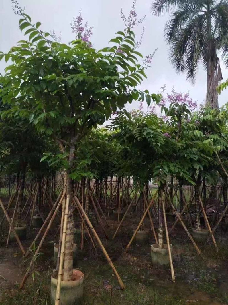 大叶紫薇（开花紫花）10～20公分基地直销大小规格齐全
