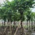 大叶紫薇（开花紫花）10～20公分基地直销大小规格齐全