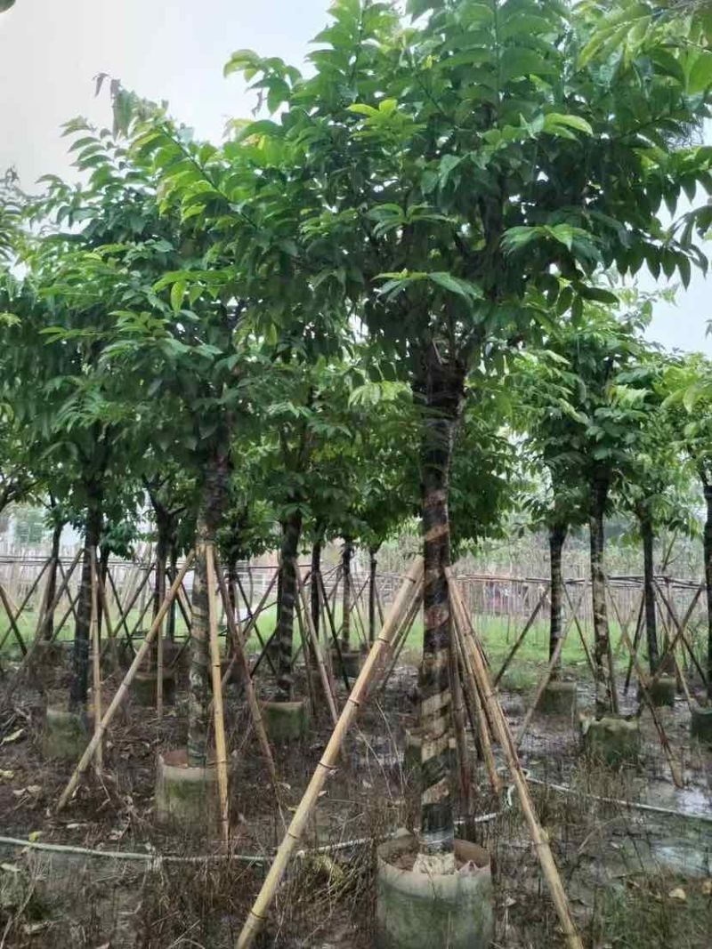 大叶紫薇（开花紫花）10～20公分基地直销大小规格齐全