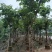 大叶紫薇（开花紫花）10～20公分基地直销大小规格齐全