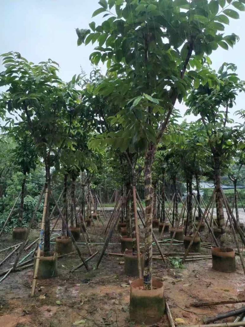 大叶紫薇（开花紫花）10～20公分基地直销大小规格齐全