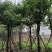 大叶紫薇（开花紫花）10～20公分基地直销大小规格齐全