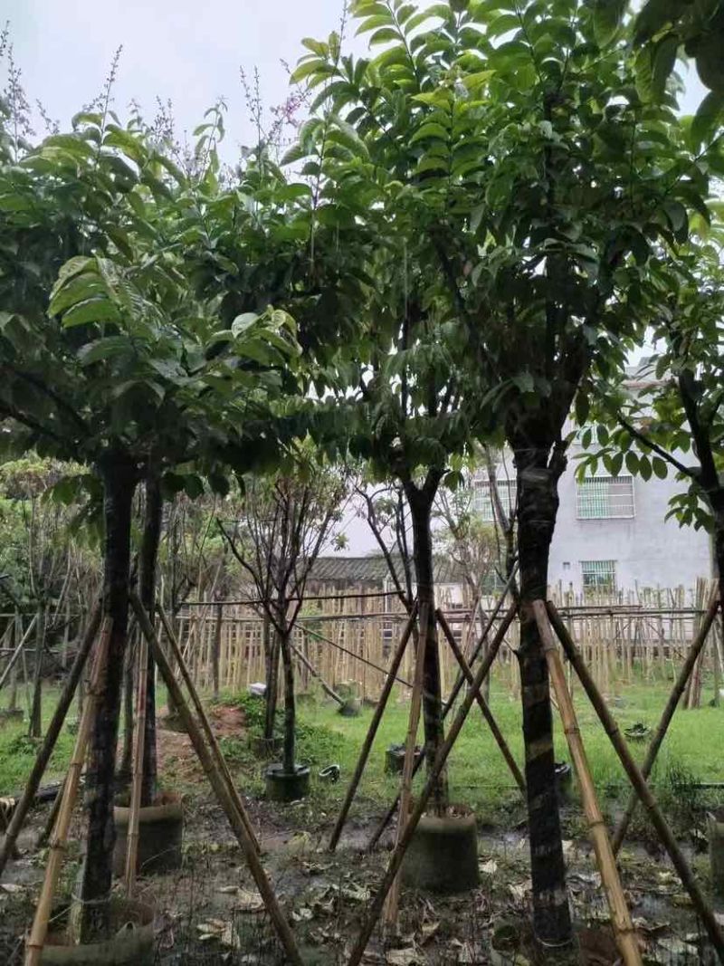 大叶紫薇（开花紫花）10～20公分基地直销大小规格齐全