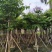 大叶紫薇（开花紫花）10～20公分基地直销大小规格齐全