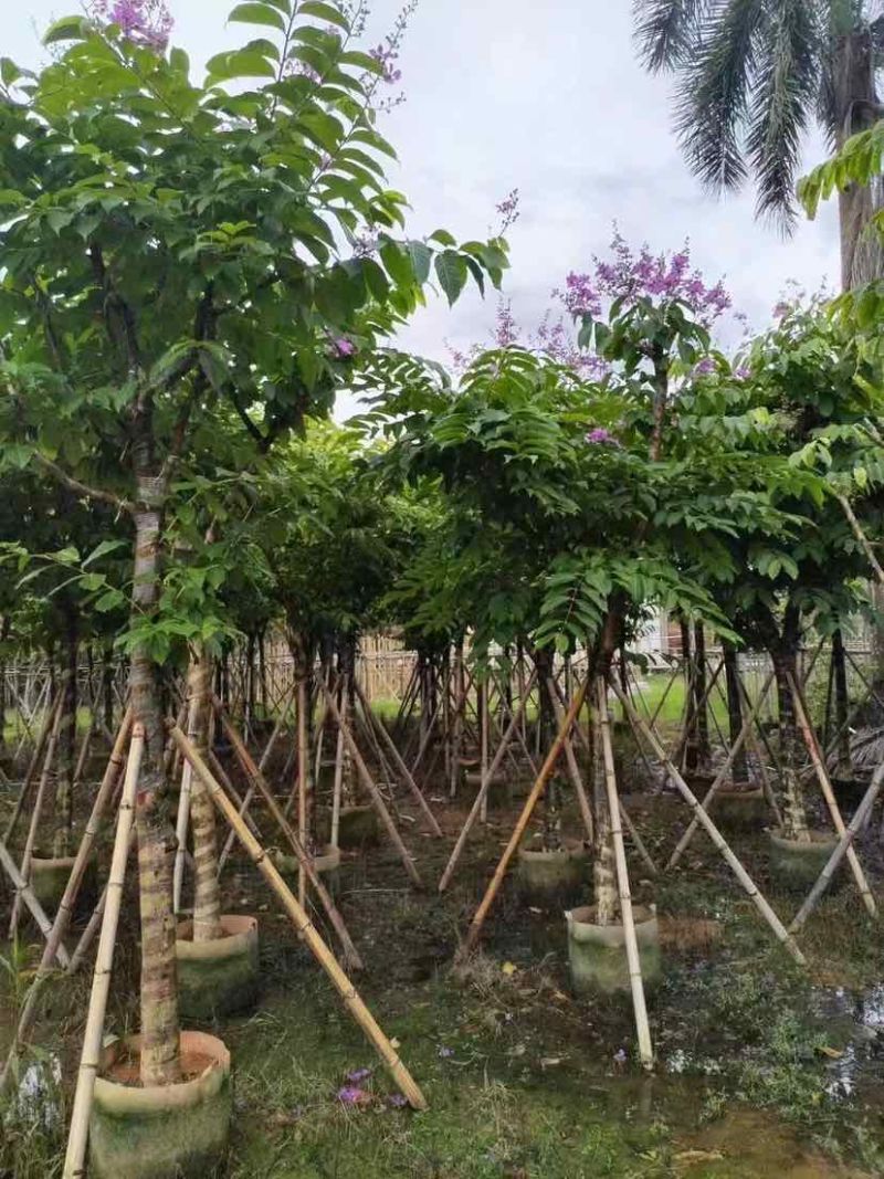 大叶紫薇（开花紫花）10～20公分基地直销大小规格齐全