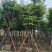 大叶紫薇（开花紫花）10～20公分基地直销大小规格齐全