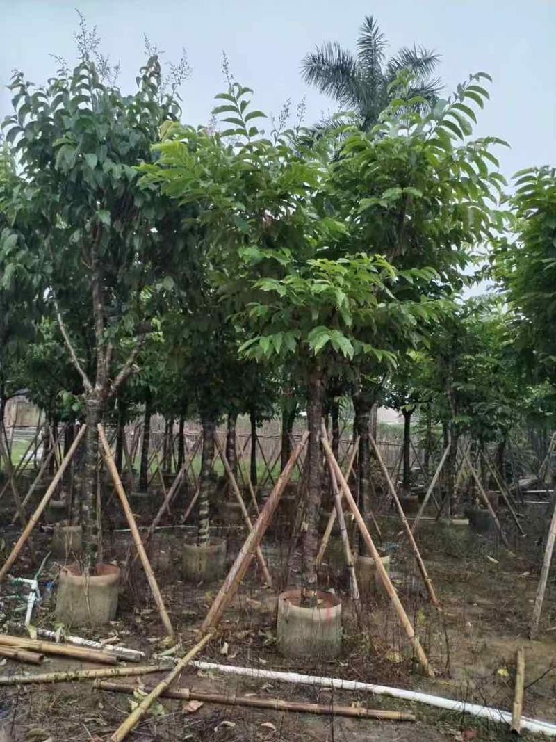 大叶紫薇（开花紫花）10～20公分基地直销大小规格齐全