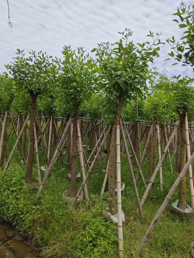 鸡冠刺桐8～15公分基地直销大小规格齐全欢迎老板来电洽谈
