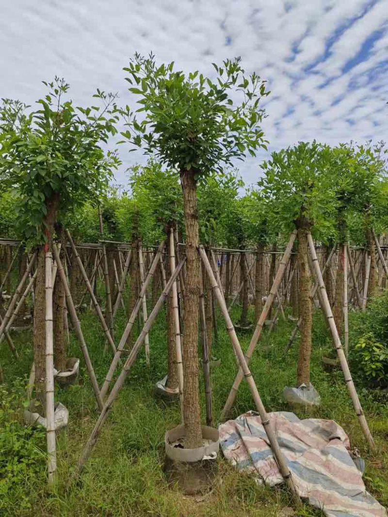 鸡冠刺桐8～15公分基地直销大小规格齐全欢迎老板来电洽谈
