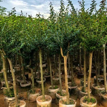 小叶紫薇/红火箭紫薇2～10公分基地直销大小规格齐全