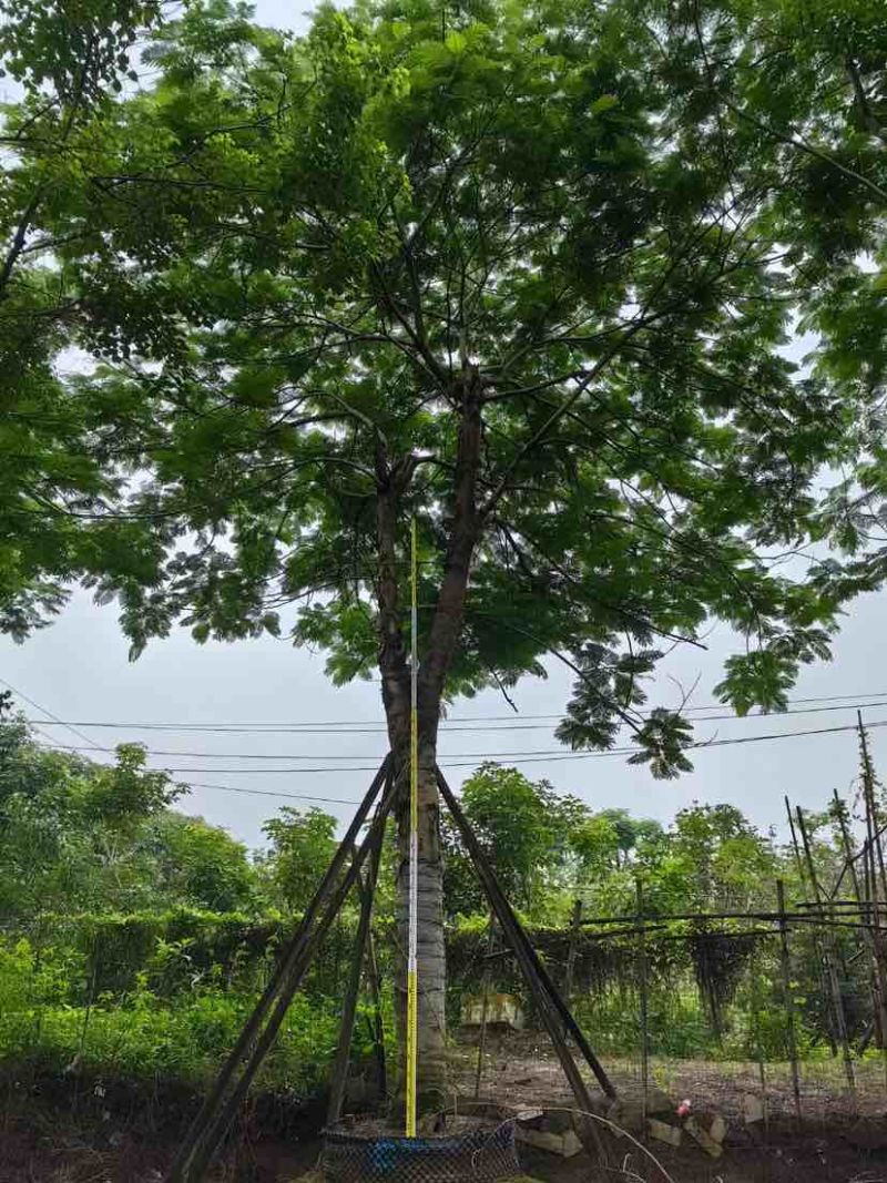 全冠凤凰树30～50公分基地直销大小规格齐全欢迎老板来电