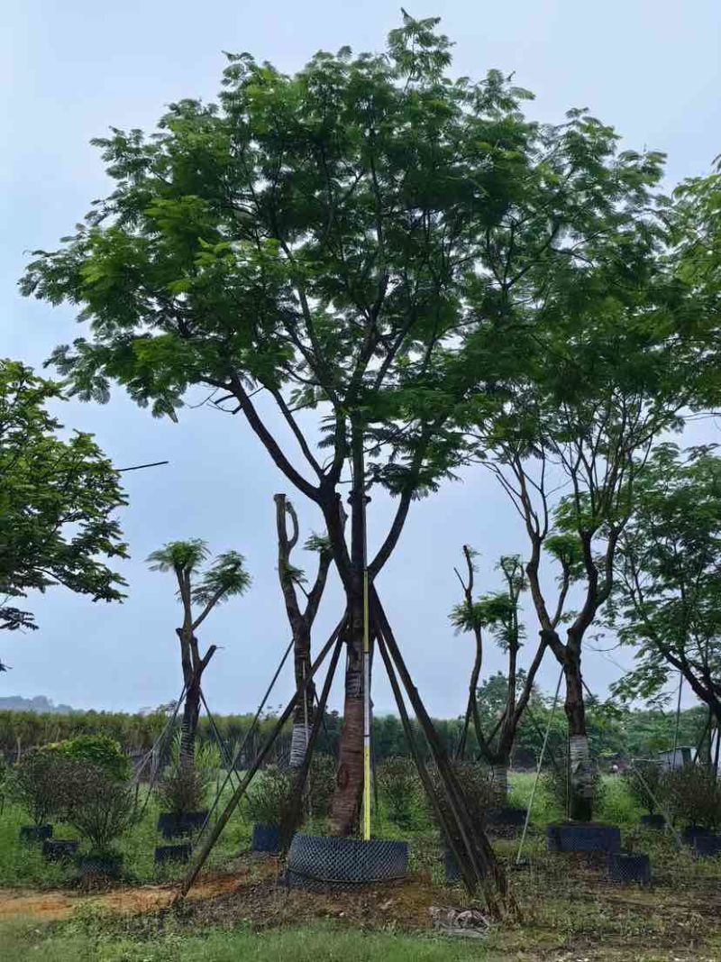 全冠凤凰树30～50公分基地直销大小规格齐全欢迎老板来电