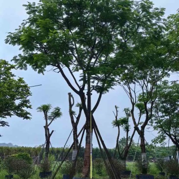 全冠凤凰树30～50公分基地直销大小规格齐全欢迎老板来电
