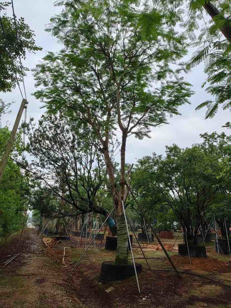 全冠凤凰树30～50公分基地直销大小规格齐全欢迎老板来电