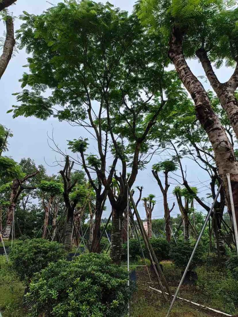 全冠凤凰树30～50公分基地直销大小规格齐全欢迎老板来电