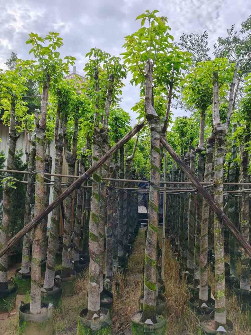 光杆秋枫5～12公分基地直销大小规格齐全欢迎老板来电洽谈