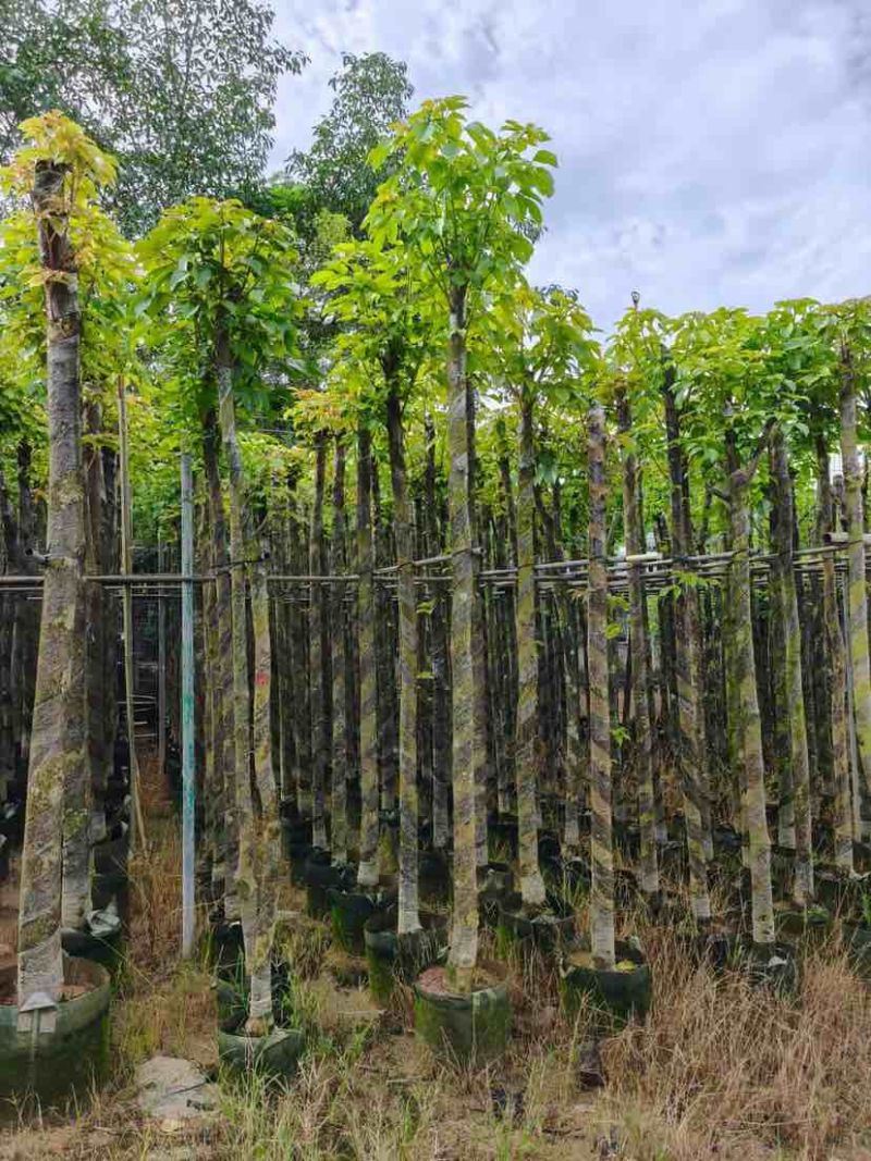 光杆秋枫5～12公分基地直销大小规格齐全欢迎老板来电洽谈