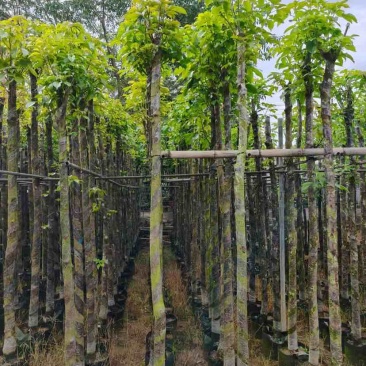 光杆秋枫5～12公分基地直销大小规格齐全欢迎老板来电洽谈