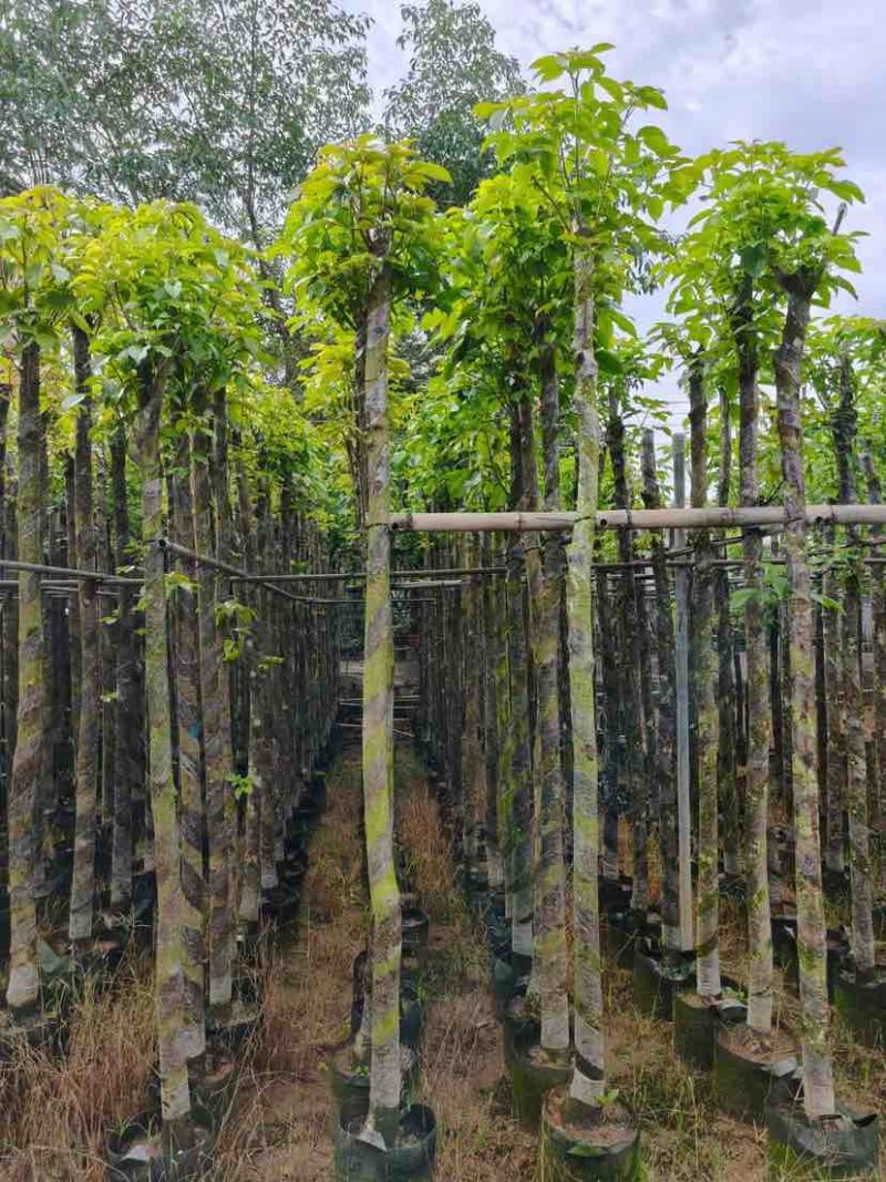 光杆秋枫5～12公分基地直销大小规格齐全欢迎老板来电洽谈