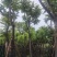 骨架光杆麻楝8～15公分基地直销大小规格齐全欢迎老板来电