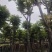骨架光杆麻楝8～15公分基地直销大小规格齐全欢迎老板来电