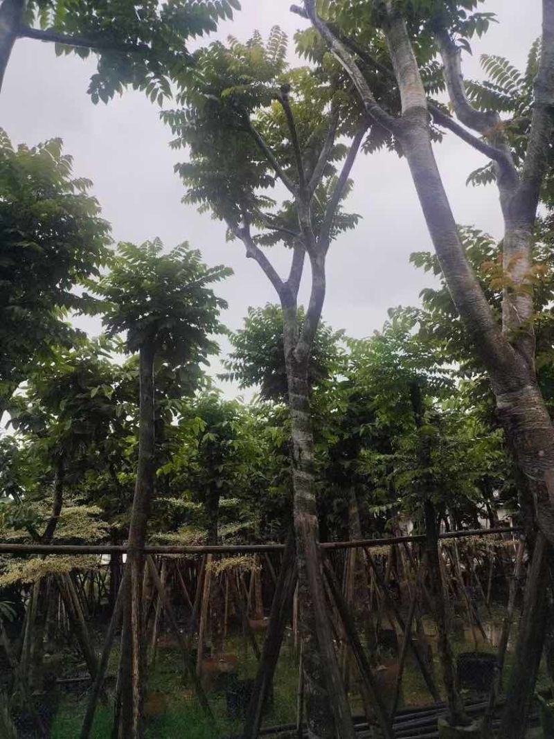 骨架光杆麻楝8～15公分基地直销大小规格齐全欢迎老板来电