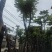 骨架光杆麻楝8～15公分基地直销大小规格齐全欢迎老板来电