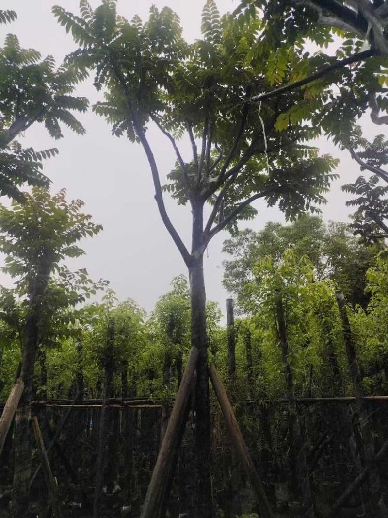 骨架光杆麻楝8～15公分基地直销大小规格齐全欢迎老板来电