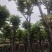骨架光杆麻楝8～15公分基地直销大小规格齐全欢迎老板来电